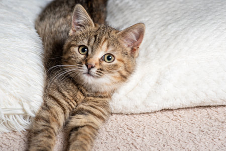 Cute tabby cat lying on the bed and looking at cameraの写真素材