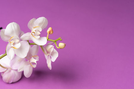 Fresh spring orchid flower on a purple background with copy spaceの写真素材