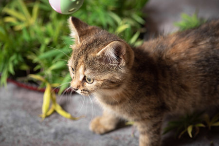 Cute curious colorful kitten smelling fresh marijuana leaves