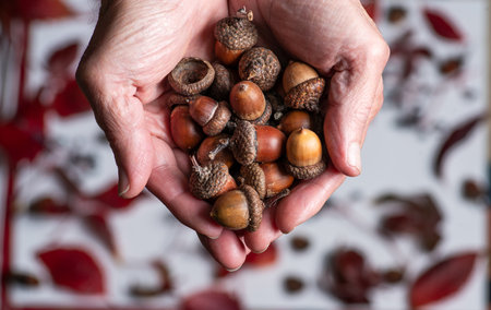 Mans palms full of large acorns. In the background are dark red autumn leavesの写真素材