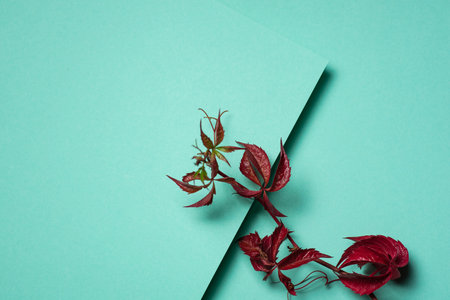 Autumn dark red leaves on twig over green paper background. Abstract background with text space with autumn concept and colorsの写真素材