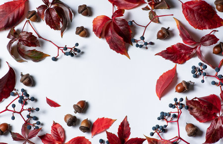 Small blood red leaves, dark purple wild berries and acorns on a white backgroundの写真素材