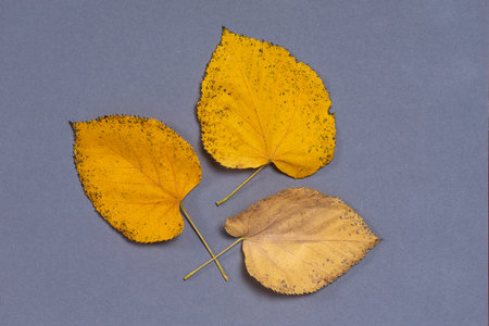 Fallen autumn leaves on a light gray background. Two yellow leaves in close up and one dry leaf
