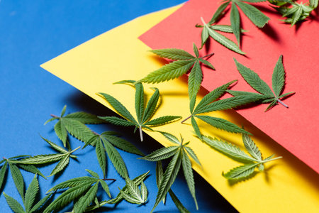 Fresh marijuana leaves arranged on an interesting colorful background.The background is made of blue, yellow and red paperの写真素材