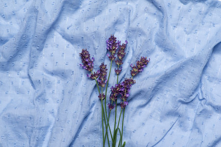 Beautiful flower of fresh fragrant lavender on a light blue clothの写真素材