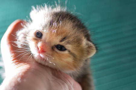 Fragile newborn colorful kitten in a man's hand