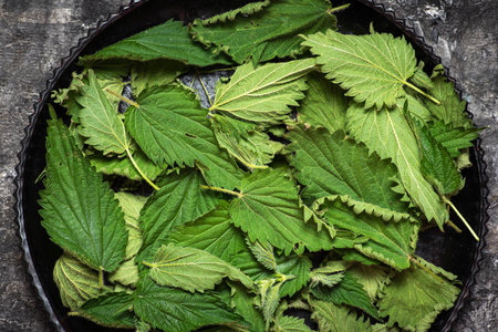 Dried nettle leaves in a black plate on a gray background. Preparing plants for use in food or making healthy herbal tea. Close upの写真素材