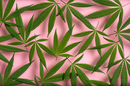 Falling fresh marijuana leaves on pink background, closeupの写真素材