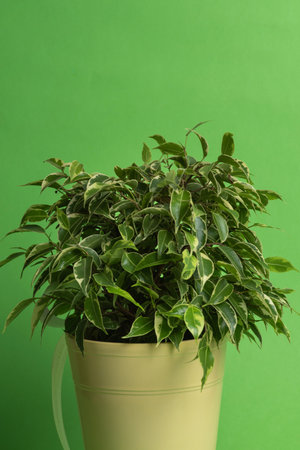 A vibrant Ficus plant in a soft yellow pot contrasts beautifully with a striking green backdrop,...