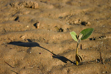 Mangrove seedling growing in sand at lowtide
