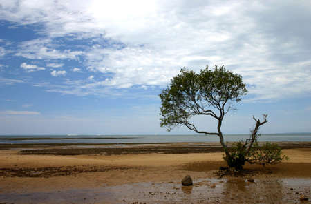 Lone mangrove tree on foreshore