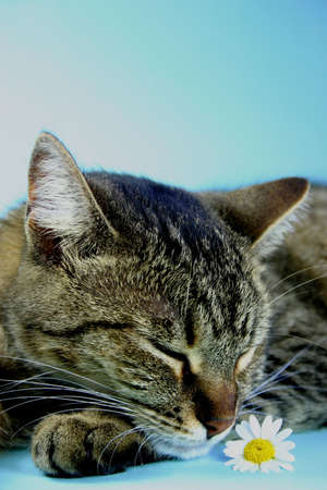 Cat taking a nap against blue background with white daisy in foregroundの写真素材