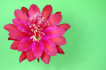 Beautiful pink zigo cactus flower on green backgroundの写真素材