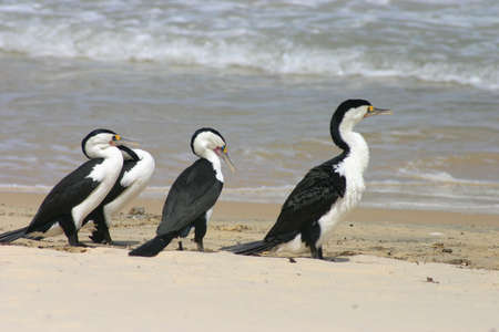Cormorants on sandy beachの写真素材