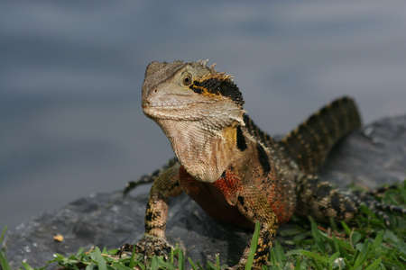 lizard on waters edgeの写真素材