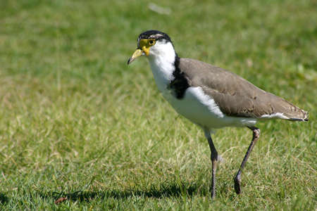 plover walking on grassy fieldの写真素材