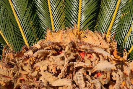 close-up of cycad seeds and fruitの写真素材