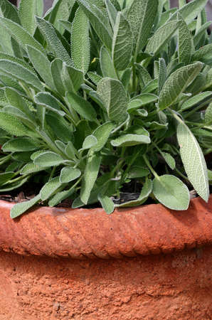 Sage herb plant in terracotta potの写真素材