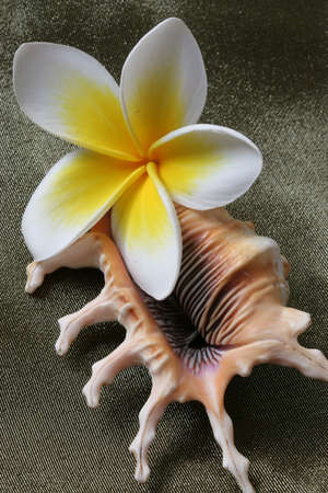 Close up of yellow and white tropical plumeria / frangiapani flowers with unusual shellの写真素材
