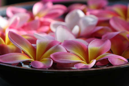 close of up pink and yellow plumeria / frangipani flowers in bowlの写真素材