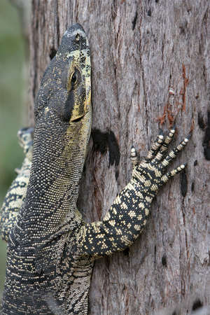 Close up of goanna (lizard) climbing tree in bushlandの写真素材