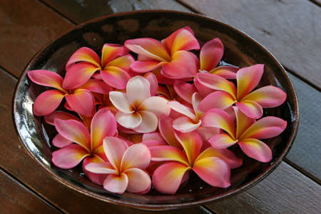 close of up pink and yellow plumeria / frangipani flowers in bowlの写真素材