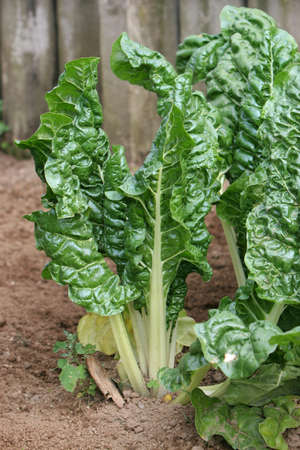 fresh green silverbeet growing in vegetable garden