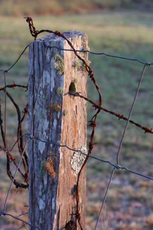 close up of old wooden fence post with barbed wire in the early morning light