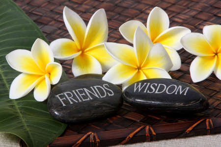 close up of yellow and white frangiapani flowers with river stones - friends and wisdomの写真素材