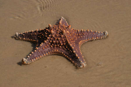 close up of live crown of thorns starfish on beachの写真素材