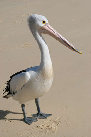 wild male pelican on beach on islandの写真素材