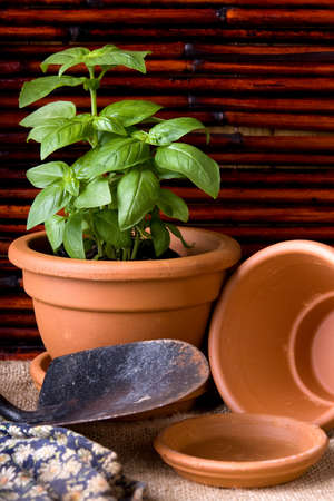 basil herbs potted in terracotta pots with gardening toolsの写真素材