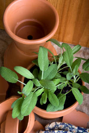sage herbs potted in terracotta pots with gardening toolsの写真素材