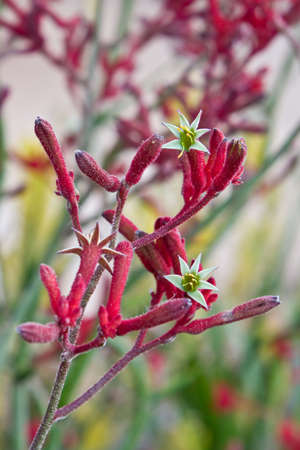 close up of australian native red kangaroo paw flowers in gardenの写真素材