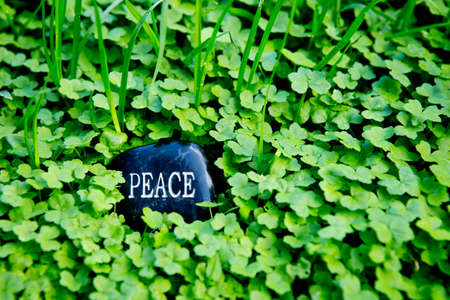 Peace - text on stone in green cloverの写真素材
