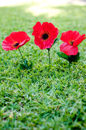Lest We Forget - Anzac - Rememberance - poppies on grass backgroundの写真素材