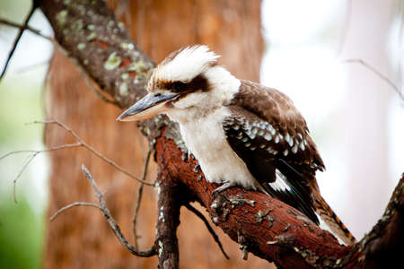 Juvenile Kookaburra in a tree - Australian native birdの写真素材