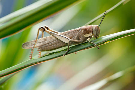 Grasshopper - macro close upの写真素材