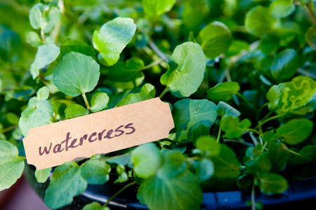 close up of watercress plant in pot with labelの写真素材