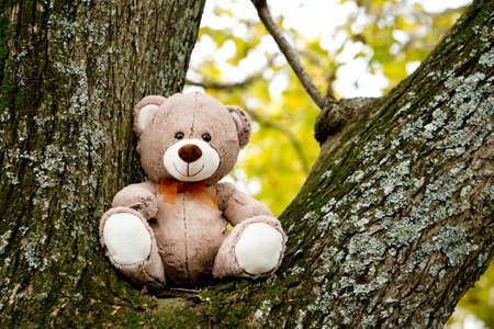 Teddy Bear sitting in fork of treeの写真素材