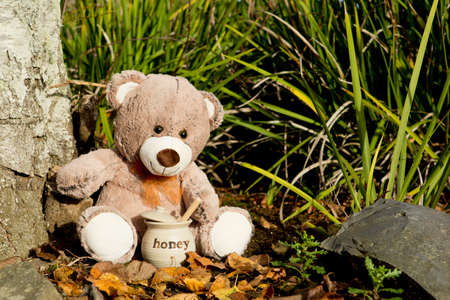 Teddy Bear with Honey Pot with autumn leavesの写真素材