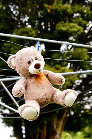 Teddy Bear hanging on clothes line