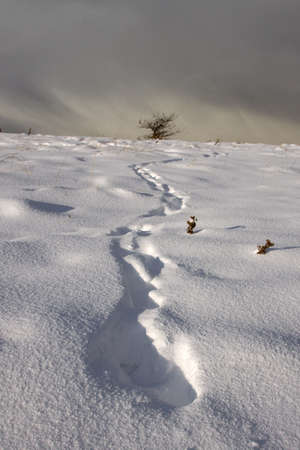 Footprint Trail in Winter Landscapeの写真素材