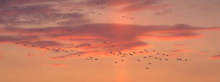 A flock of geese flying at sunset against a beautiful background of pink and purple clouds with the...