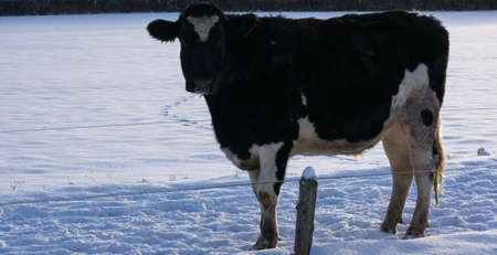 Single Holstein cow stopping to look at you on path back to barn in the snowy winterの写真素材