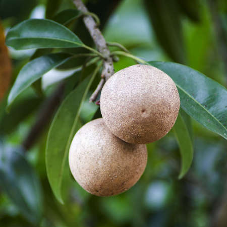 The fruit is a large ellipsoid berry, 4.8 cm in diameter, very much resembling a smooth-skinned potato, Inside, its flesh ranges from a pale yellow to an earthy brown color with a grainy texture akin to that of a well-ripened pear. The fruit has a high laの写真素材