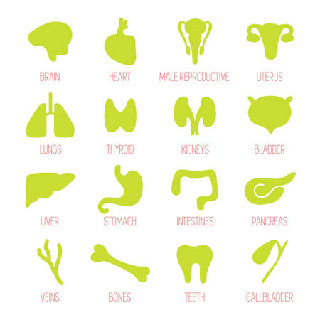 Medical icons. Human internal organs. Simple flat style, contour shape. Brain, heart, male and female reproductive, lungs, thyroid, bladder, stomach, intestine, kidney, liver, veins, bones. Vector illustration.のイラスト素材
