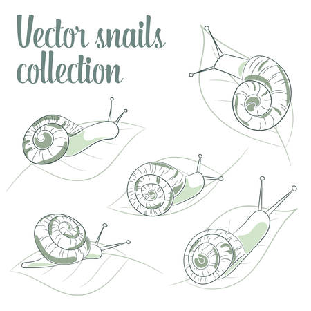 Set of 5 snails with shells drawn from different points of view. Monochrome palette, isolated on white background. Useful for snail cosmetic products design, pet shops, scrapbooking etc.のイラスト素材