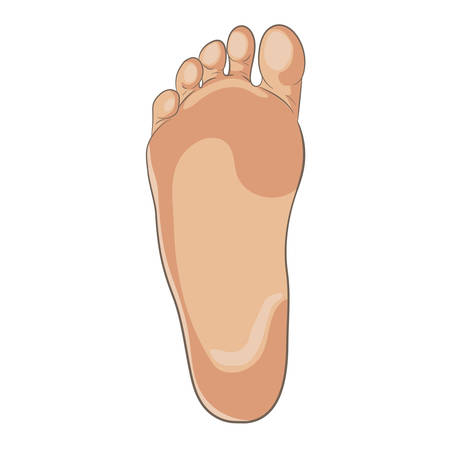 Foot sole illustration for biomechanics, footwear, shoe concepts, medical, health, massage, spa, acupuncture centers. Realistic cartoon style, colored with skin tones. Vector isolated on white.のイラスト素材