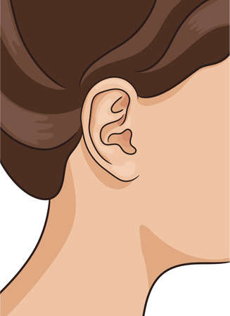 Vector illustration of human ear closeup with part of head and hair. Realistic style.のイラスト素材